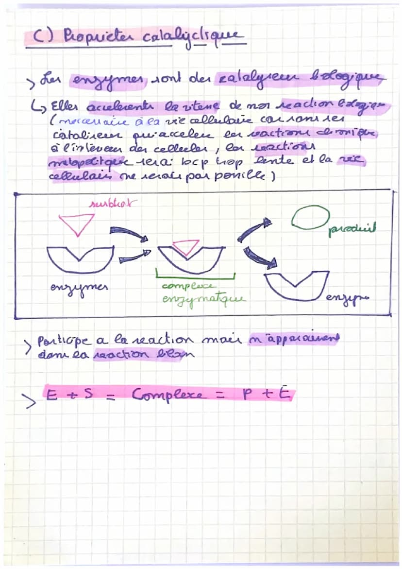 enzymes
A) Definition
=> Les enzymer sont des proteines que accelerent
la ritene de reaction.
=> La
des acides amines et la
specificite der 