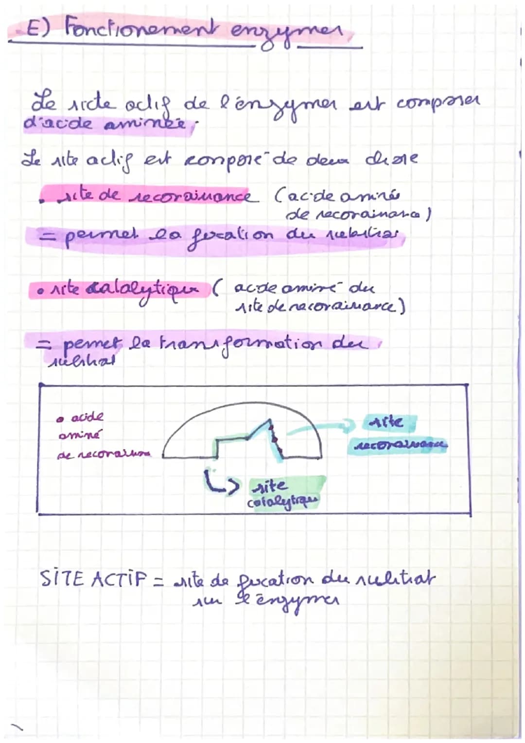 enzymes
A) Definition
=> Les enzymer sont des proteines que accelerent
la ritene de reaction.
=> La
des acides amines et la
specificite der 