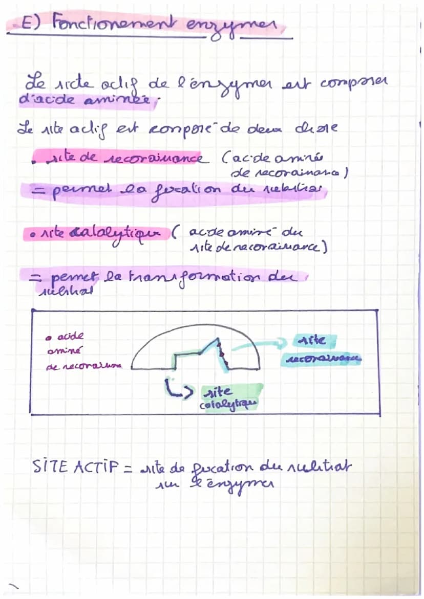 enzymes
A) Definition
=> Les enzymer sont des proteines que accelerent
la ritene de reaction.
=> La
des acides amines et la
specificite der 