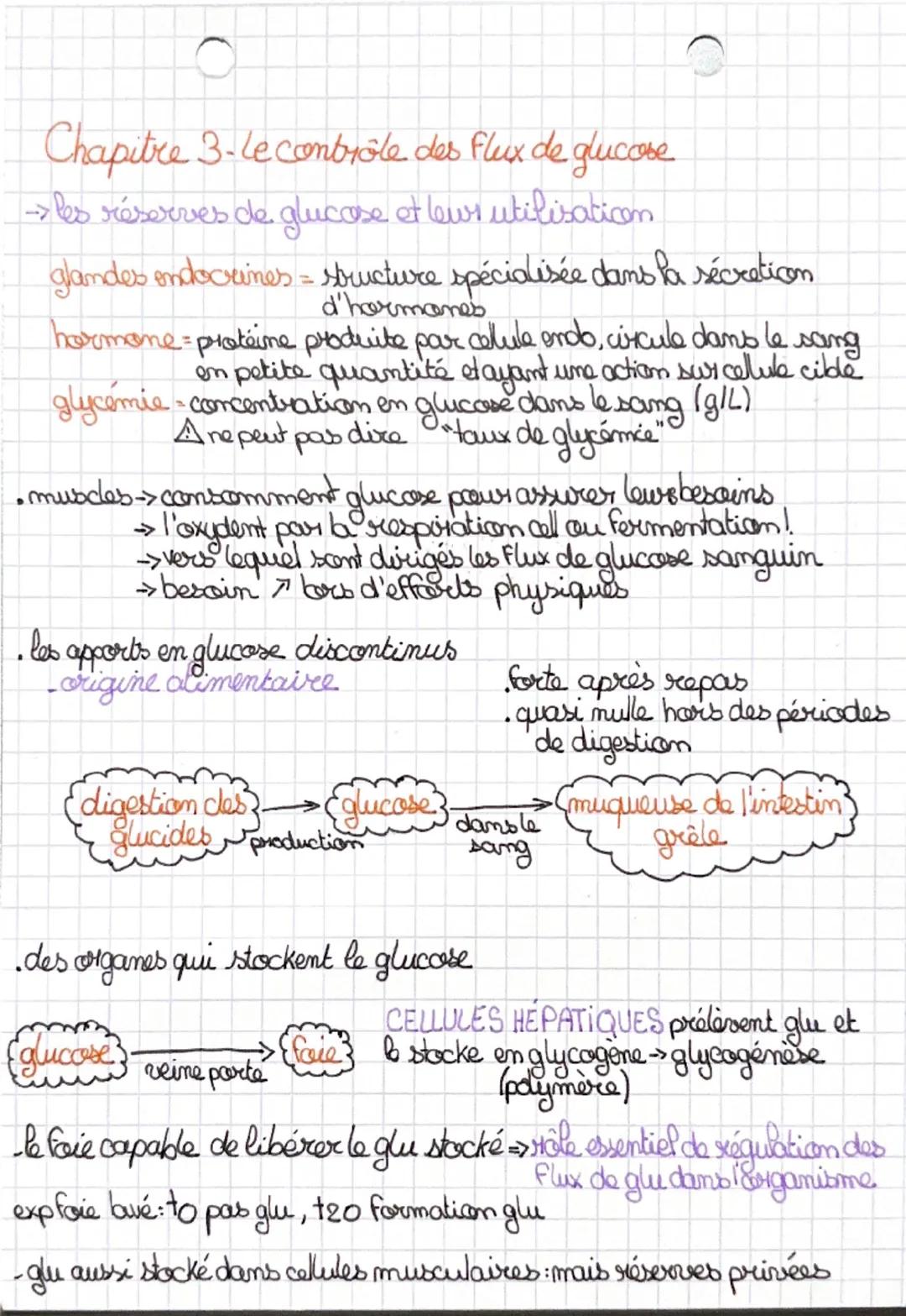 Chapitre 3-le contrôle des flux de glucose
→les réserves de glucose et leur utilisation

glandes endocrines = structure spécialisée dans la 