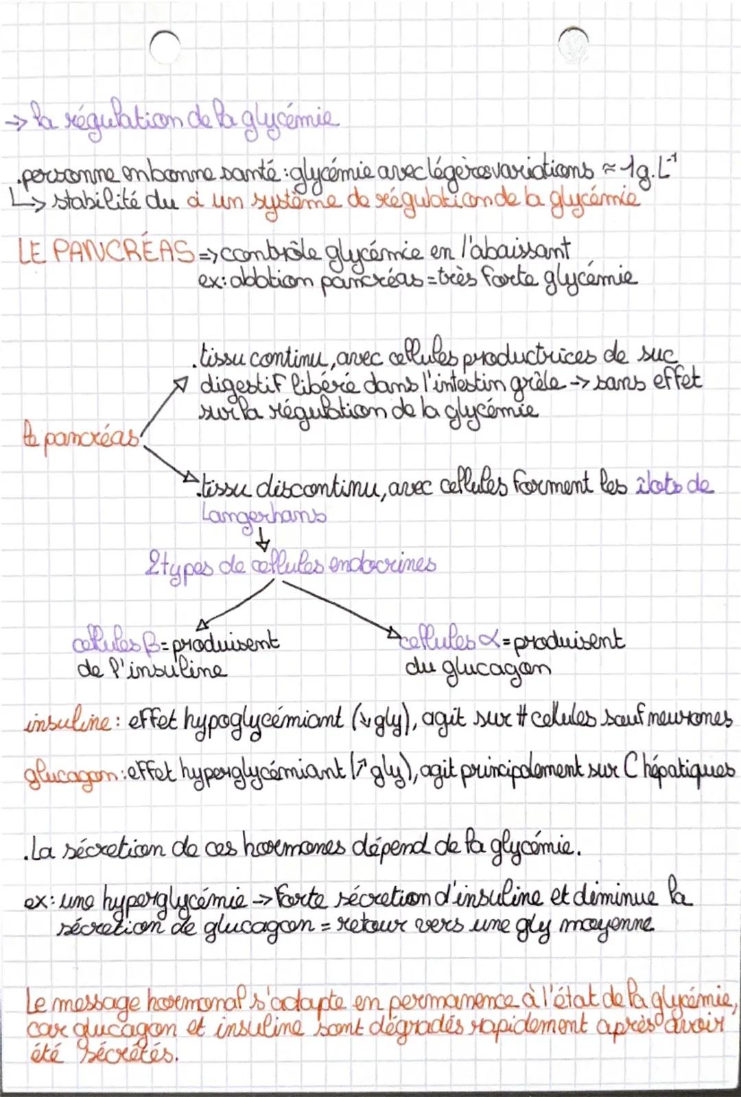 Chapitre 3-le contrôle des flux de glucose
→les réserves de glucose et leur utilisation

glandes endocrines = structure spécialisée dans la 
