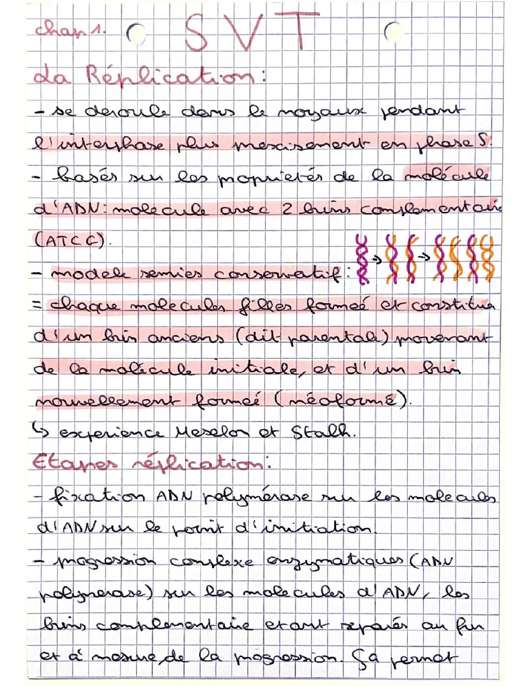 La réplication de l’ADN 