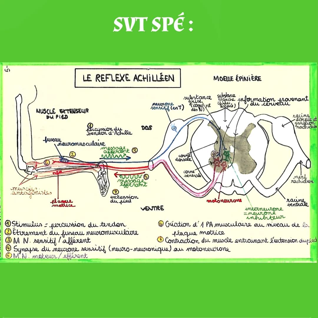 -S
MUSCLE EXTENSEUR
DU PIED
fuseau
muscki
antagonistes
LE REFLEXE ACHILLEEN
plagere
motrice
SVT SPÉ:
neuromusculaire
percussion du
tendon d'
