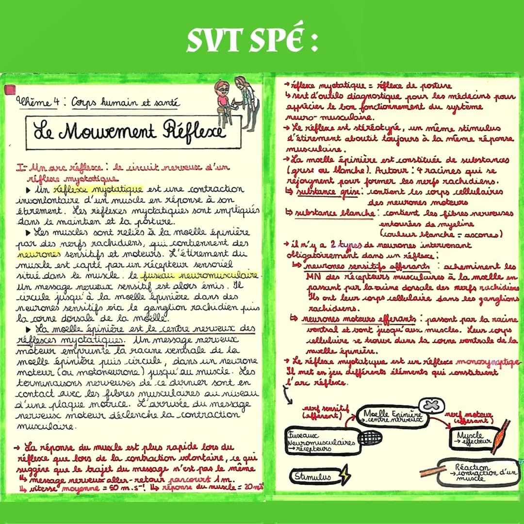 -S
MUSCLE EXTENSEUR
DU PIED
fuseau
muscki
antagonistes
LE REFLEXE ACHILLEEN
plagere
motrice
SVT SPÉ:
neuromusculaire
percussion du
tendon d'