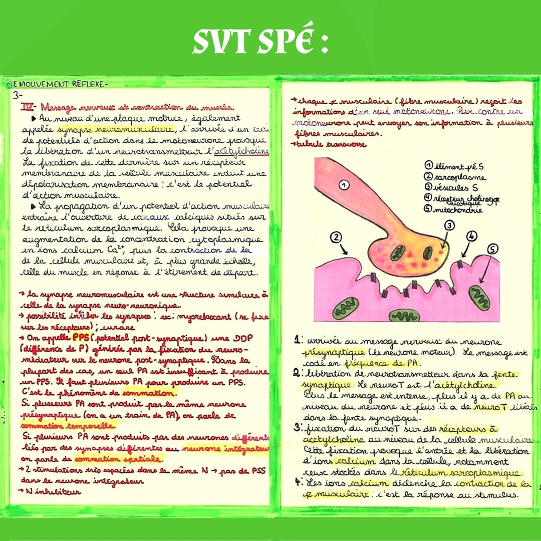-S
MUSCLE EXTENSEUR
DU PIED
fuseau
muscki
antagonistes
LE REFLEXE ACHILLEEN
plagere
motrice
SVT SPÉ:
neuromusculaire
percussion du
tendon d'