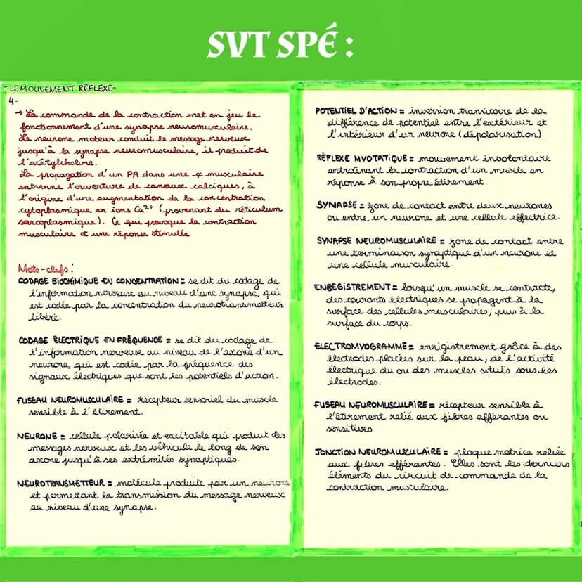 -S
MUSCLE EXTENSEUR
DU PIED
fuseau
muscki
antagonistes
LE REFLEXE ACHILLEEN
plagere
motrice
SVT SPÉ:
neuromusculaire
percussion du
tendon d'