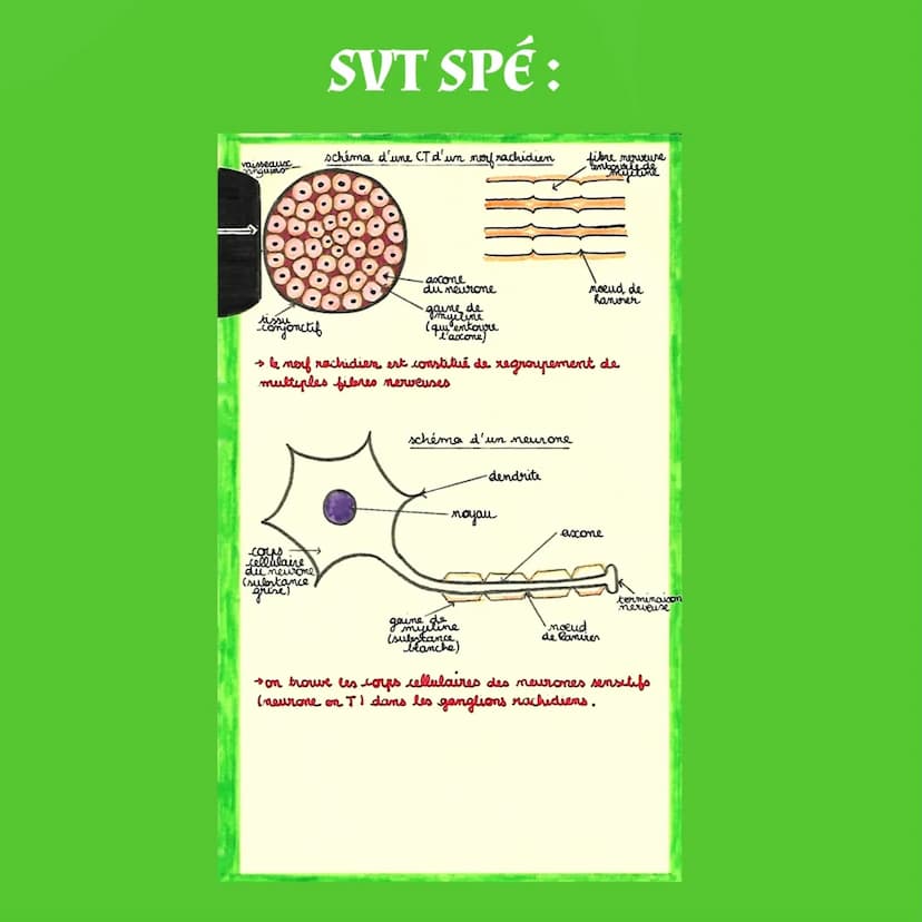 -S
MUSCLE EXTENSEUR
DU PIED
fuseau
muscki
antagonistes
LE REFLEXE ACHILLEEN
plagere
motrice
SVT SPÉ:
neuromusculaire
percussion du
tendon d'