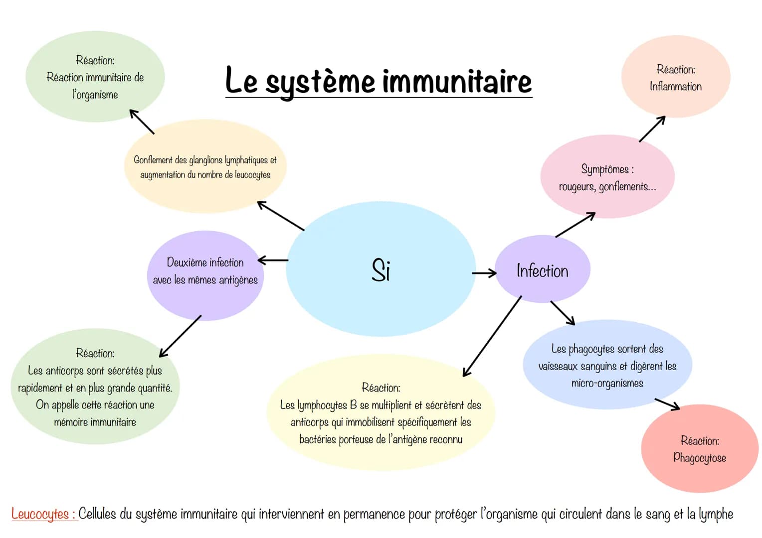 Réaction:
Réaction immunitaire de
l'organisme
Le système immunitaire
Gonflement des glanglions lymphatiques et
augmentation du nombre de leu