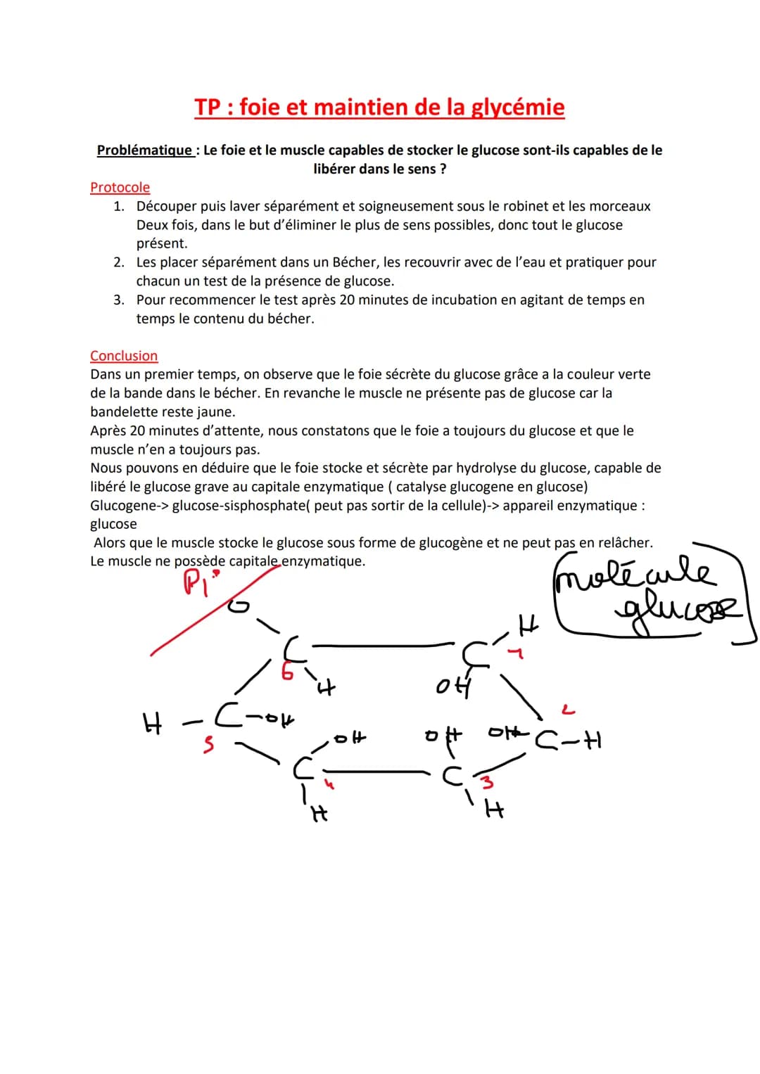 TP : foie et maintien de la glycémie
Problématique : Le foie et le muscle capables de stocker le glucose sont-ils capables de le
libérer dan