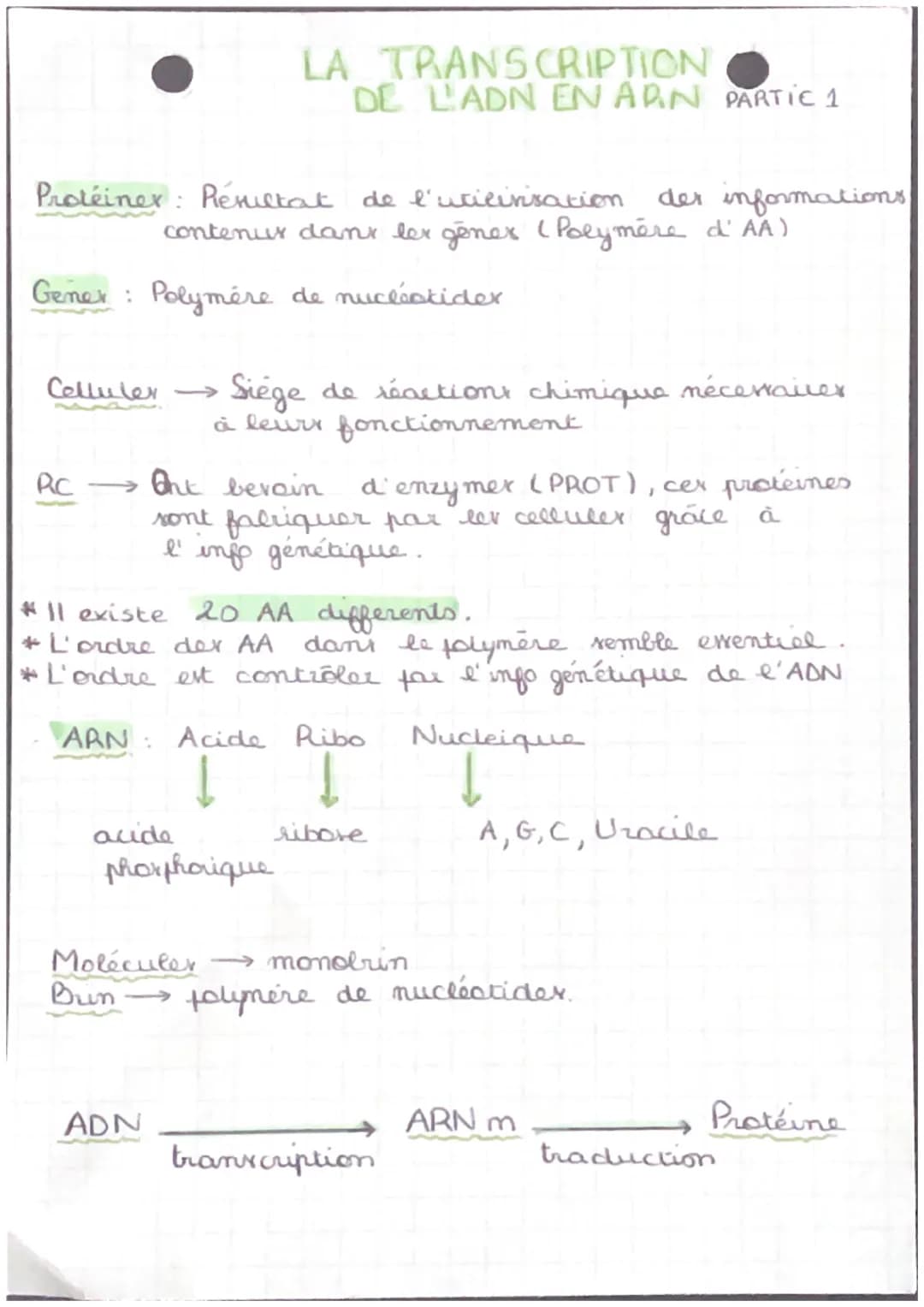 Protéiner: Résultat de l'utilinisation der informations
contenus dans lex gener ( Polymère d'AA)
Polymère de nucléstider
Gener:
Celluler →
R