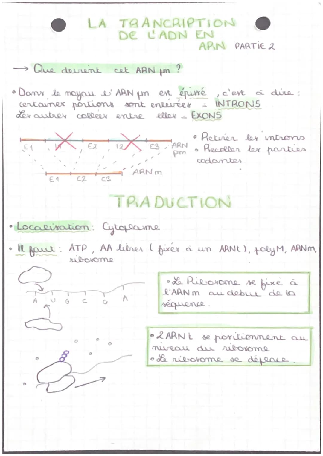 Protéiner: Résultat de l'utilinisation der informations
contenus dans lex gener ( Polymère d'AA)
Polymère de nucléstider
Gener:
Celluler →
R