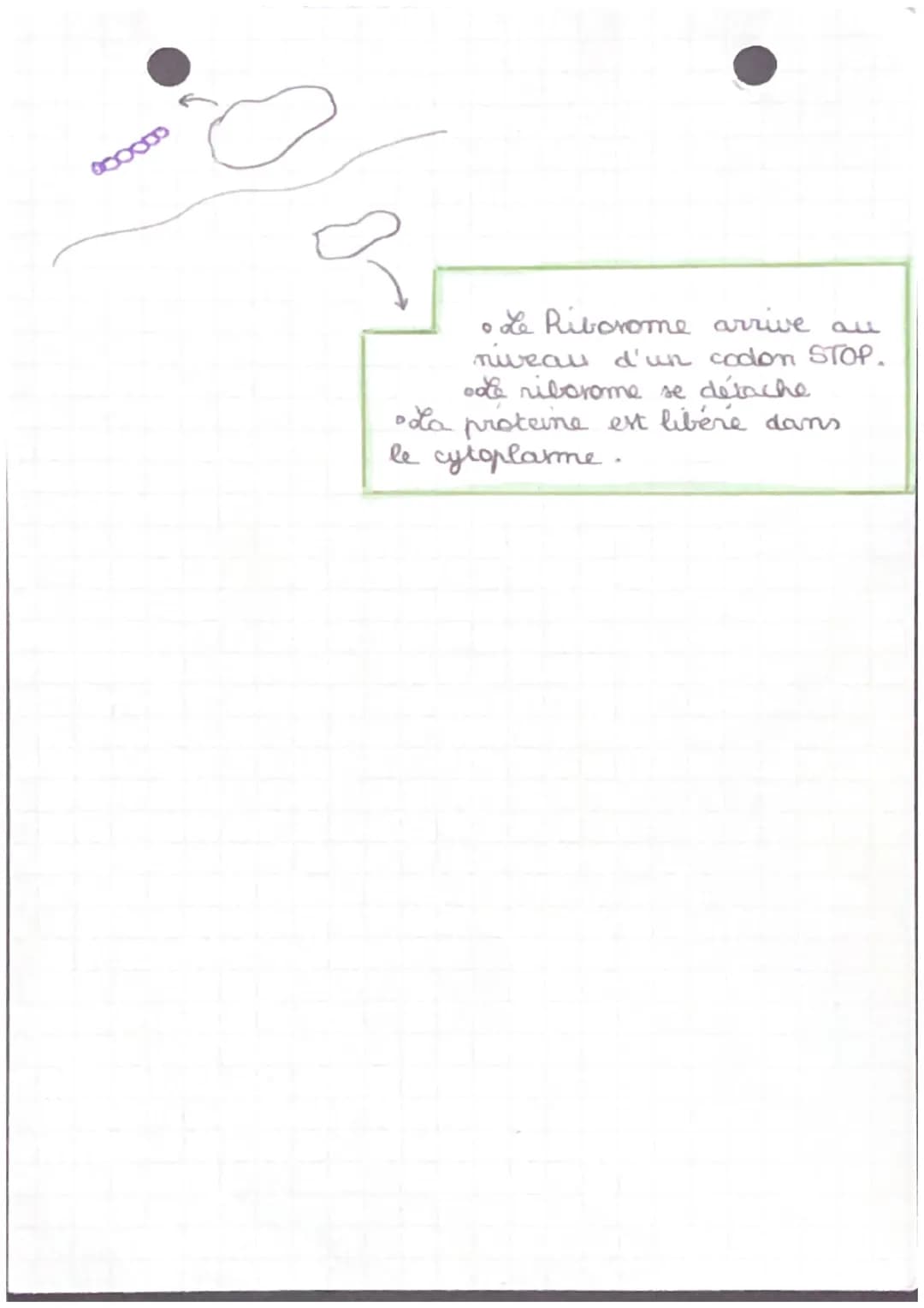 Protéiner: Résultat de l'utilinisation der informations
contenus dans lex gener ( Polymère d'AA)
Polymère de nucléstider
Gener:
Celluler →
R