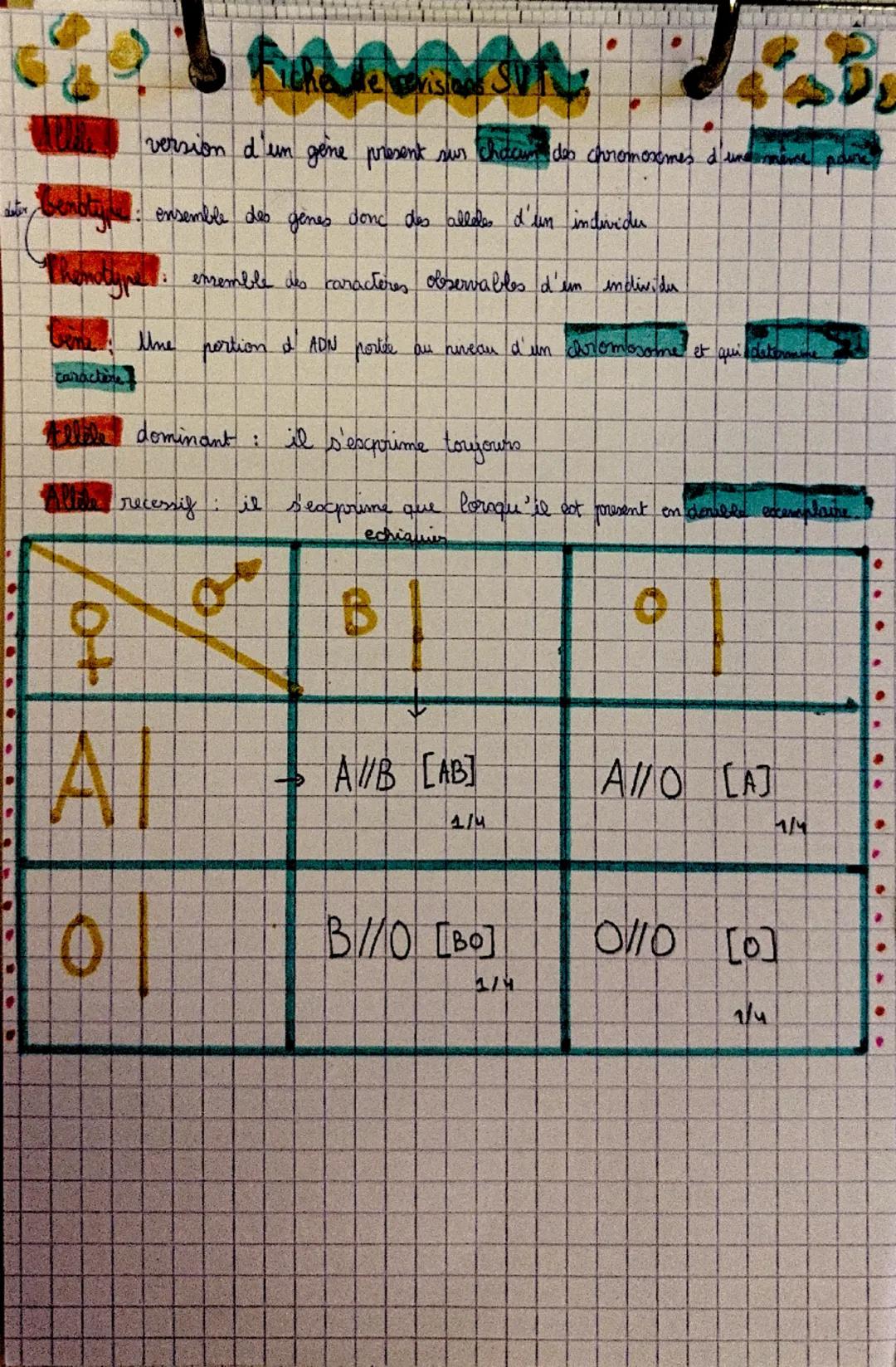 aner
version d'un gene present sur chacun des chromosomes d'une même
ensemble des genes donc des alleles d'un individu
: ensemble des caract