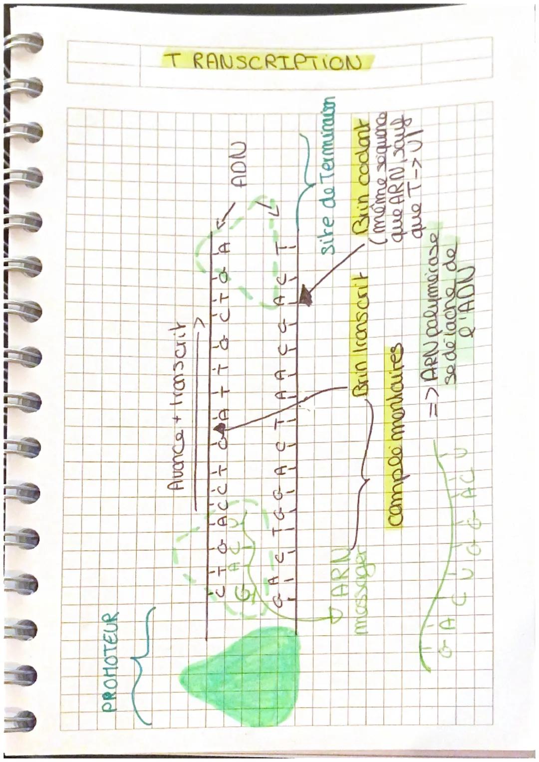 La transcription de l’ADN 