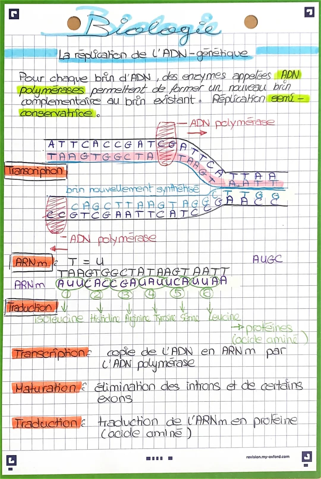 Biologie
La replication de l'ADN - génétique
Pour chaque brin d'ADN, des enzymes appetees ADN
polymerases permettent de former un nouveau br