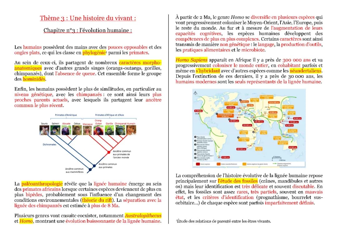 Chronologie de l'évolution de l'homme : Les étapes et schémas
