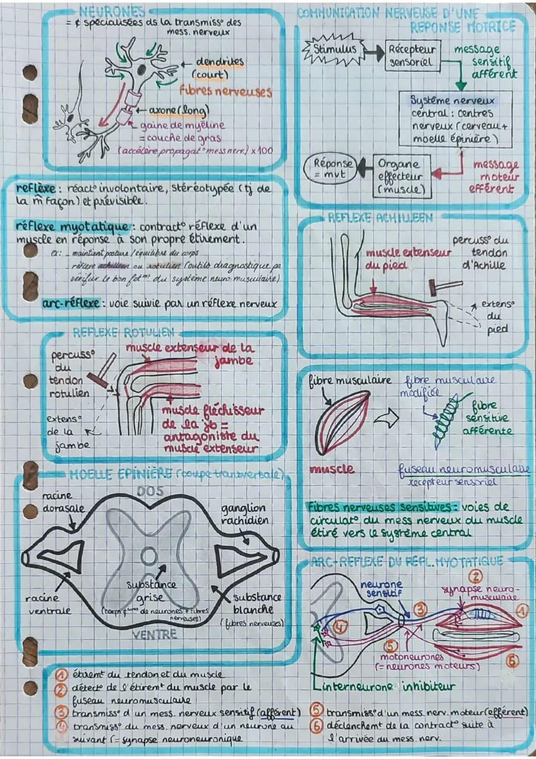 carps
humain
et santé
comportement: ensbl de réactions
observables chez un animal en
réponse à des stimulations
stimulation: perturbat de
l'