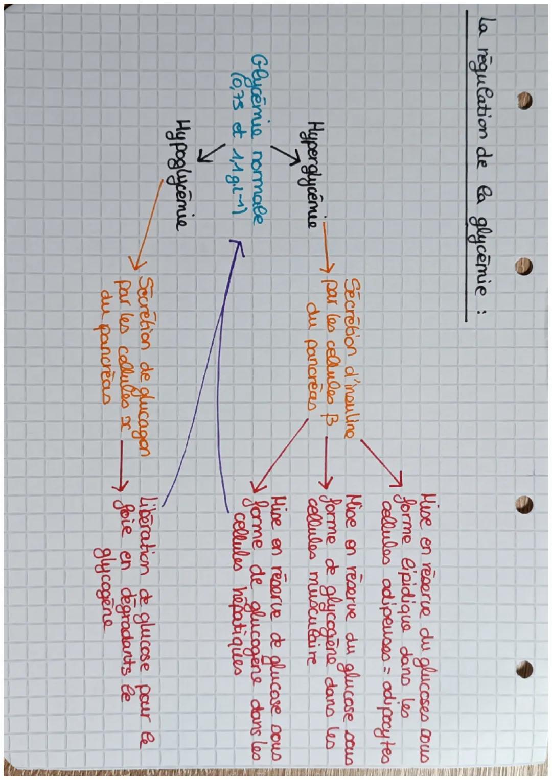 La régulation de la glycemie :

Hyperglycémie
↑
Glycémie normale
(0,75 et 1,19
لا
Hypoglycemie

Secrétion d'insuline
→ par les cellules B
du