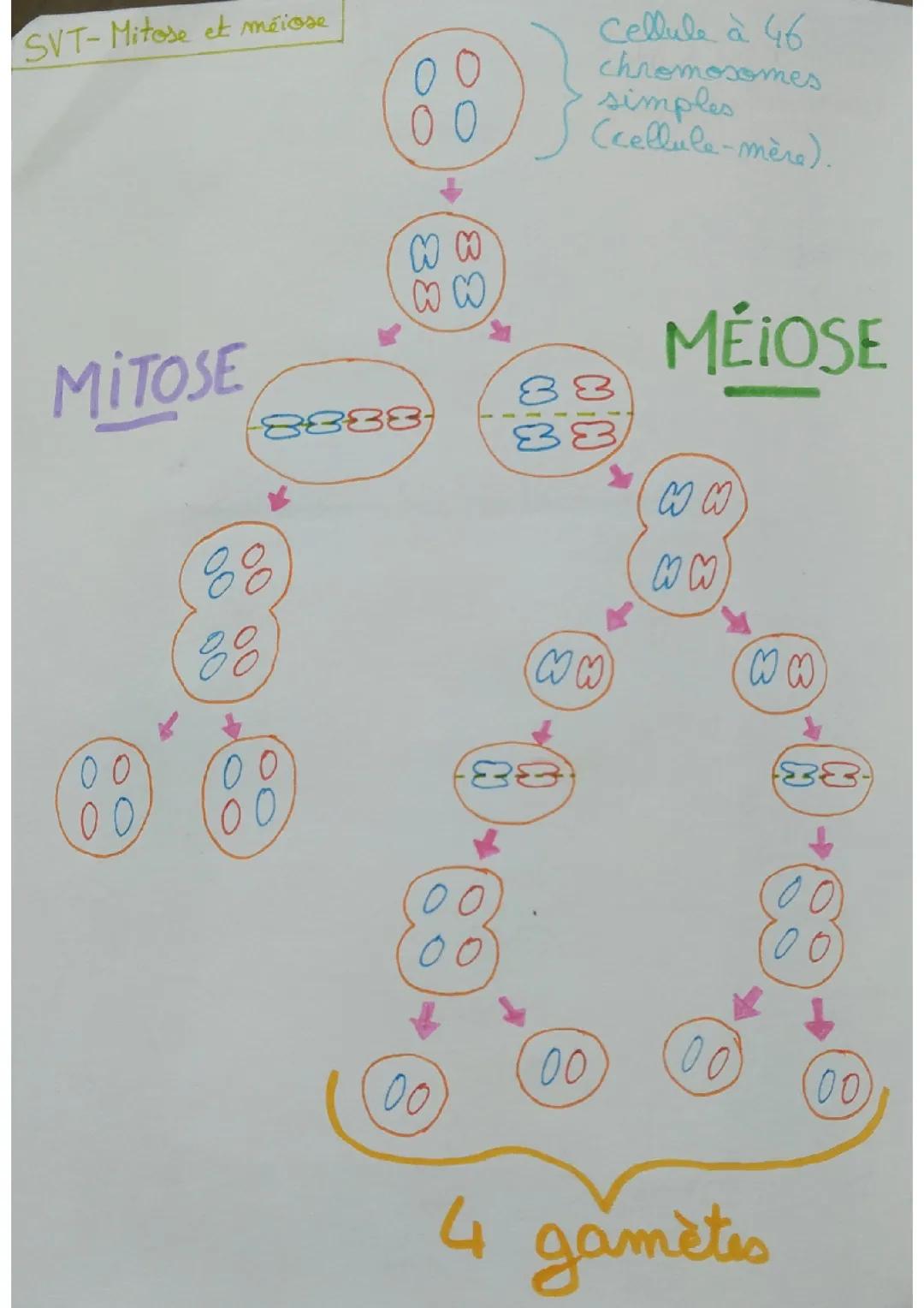 La mitose et la méiose
