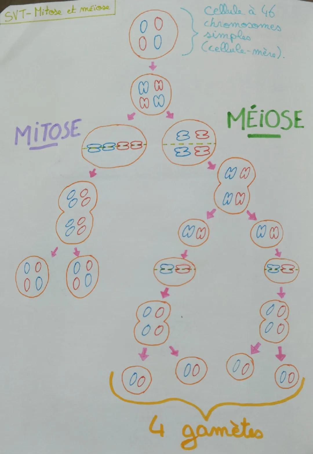 SVT-Mitose et méiose
00
Cellule à 46
chromosomes
simples
(cellule-mère).
WW
88
MÉIOSE
WW
ww
MITOSE
00
88
88
8888
WW
00
88
38.
0
00
00
00
00

