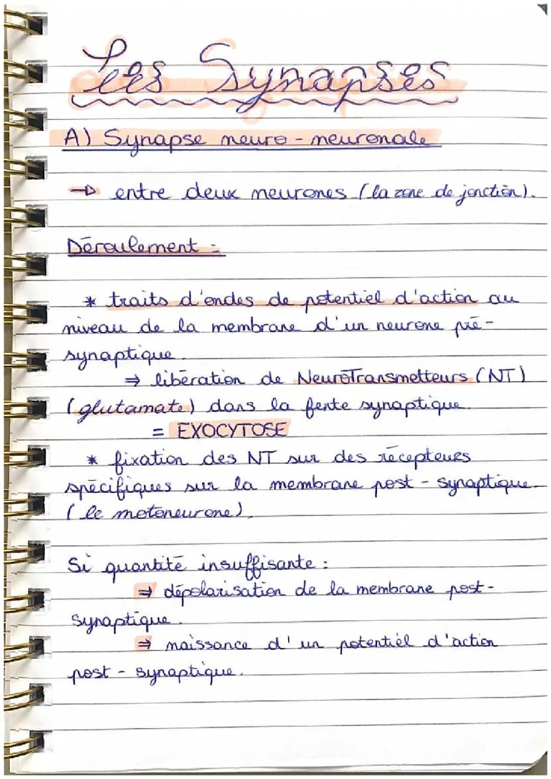 Comprendre la Transmission Nerveuse : Synapses et Mécanismes