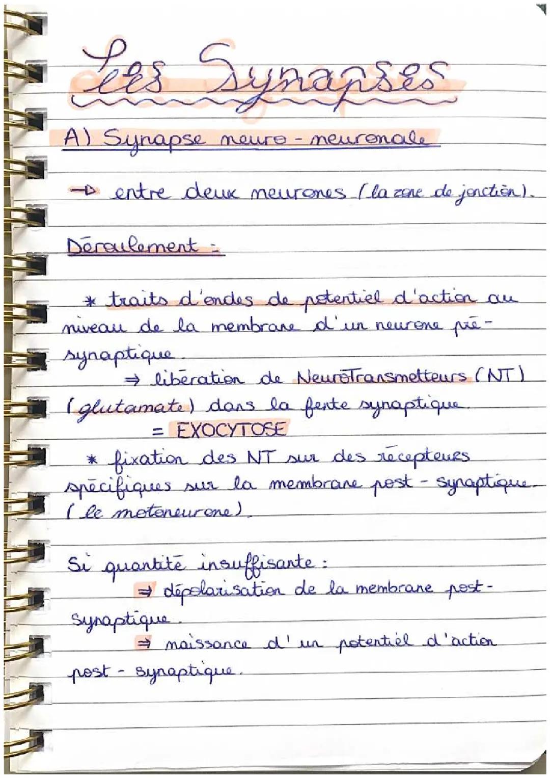 Transmission du message nerveux et contraction musculaire : Schémas et étapes