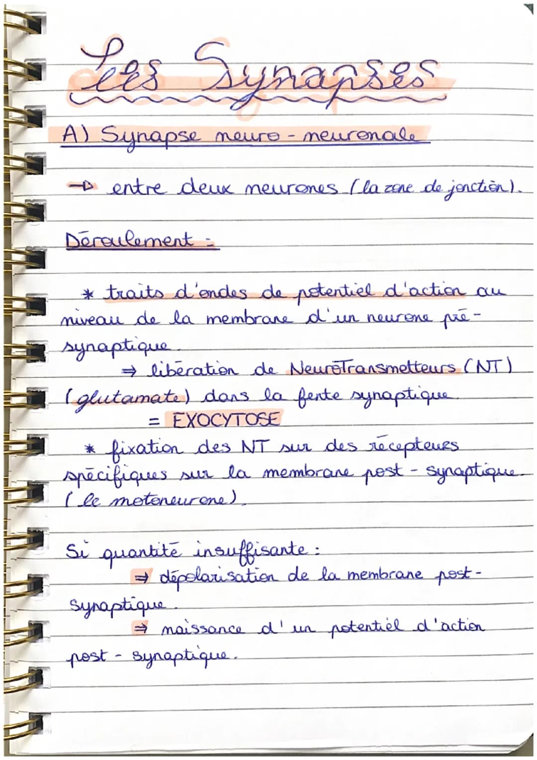 Less Synapses
A) Synapse neuro
+ entre deux neurones Cla zone de jonction).
Déroulement =
neuronale
* traits d'ondes de potentiel d'action a