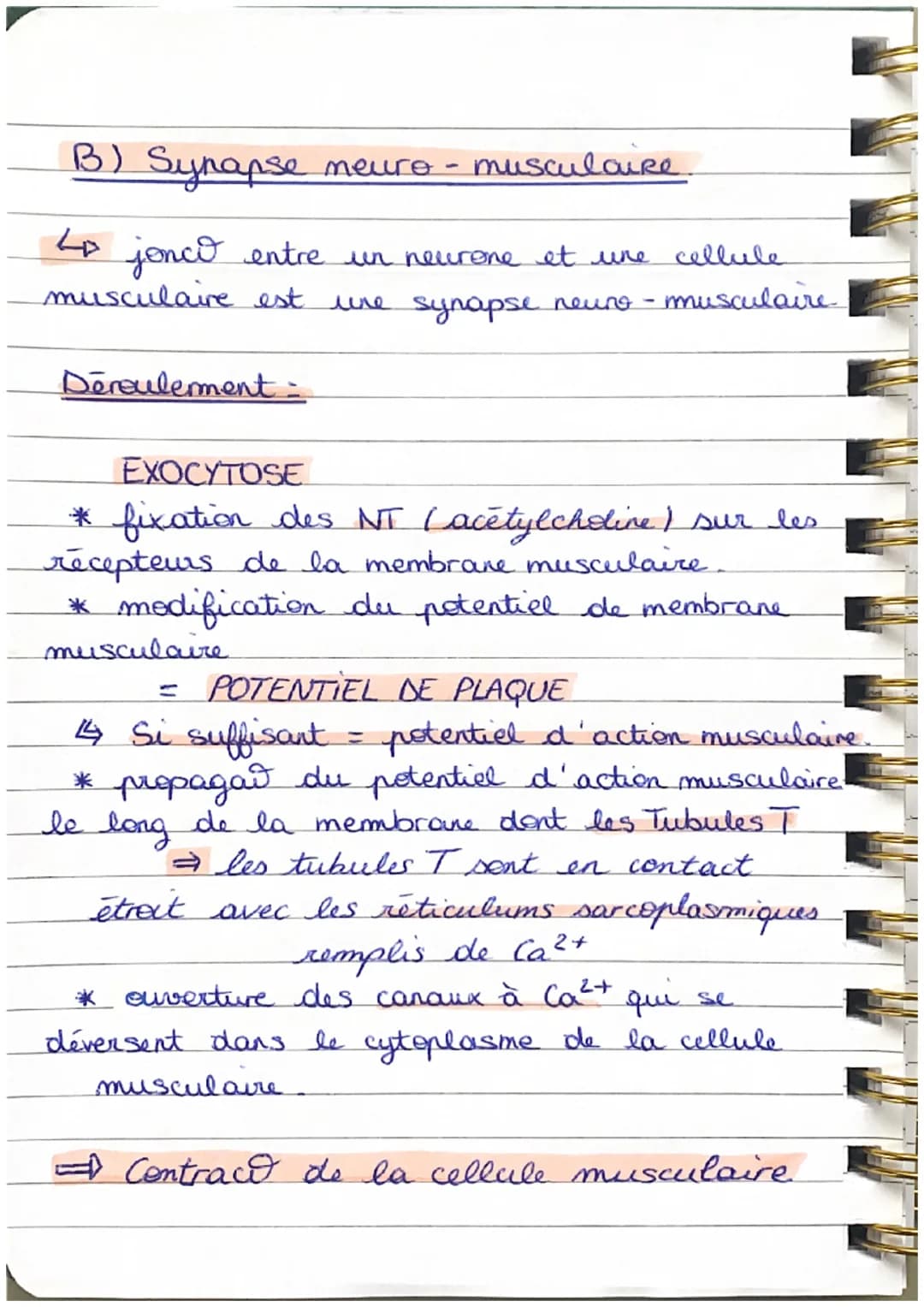 Less Synapses
A) Synapse neuro
+ entre deux neurones Cla zone de jonction).
Déroulement =
neuronale
* traits d'ondes de potentiel d'action a