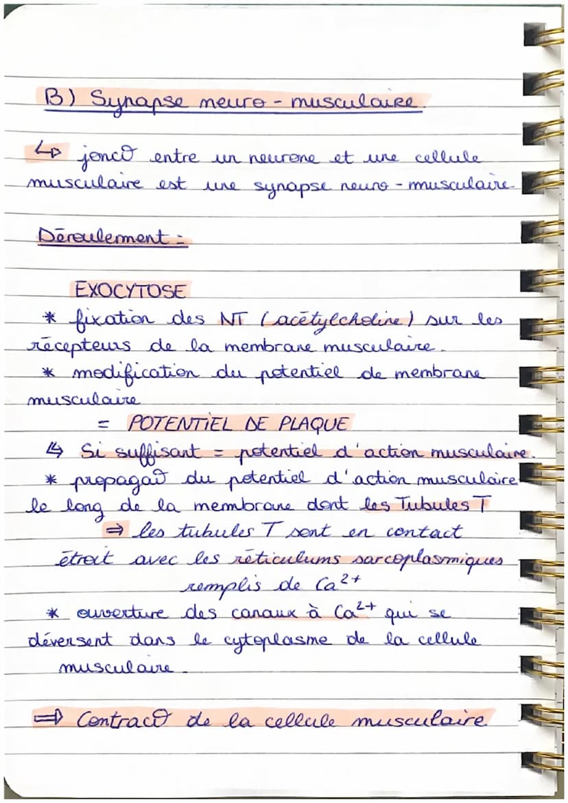Less Synapses
A) Synapse neuro
+ entre deux neurones Cla zone de jonction).
Déroulement =
neuronale
* traits d'ondes de potentiel d'action a