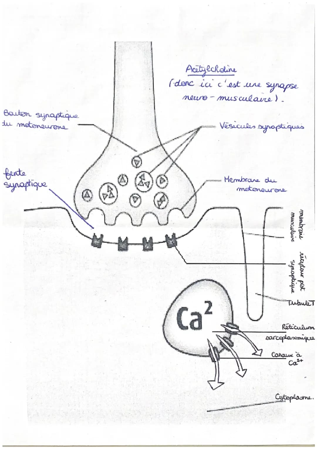 Less Synapses
A) Synapse neuro
+ entre deux neurones Cla zone de jonction).
Déroulement =
neuronale
* traits d'ondes de potentiel d'action a