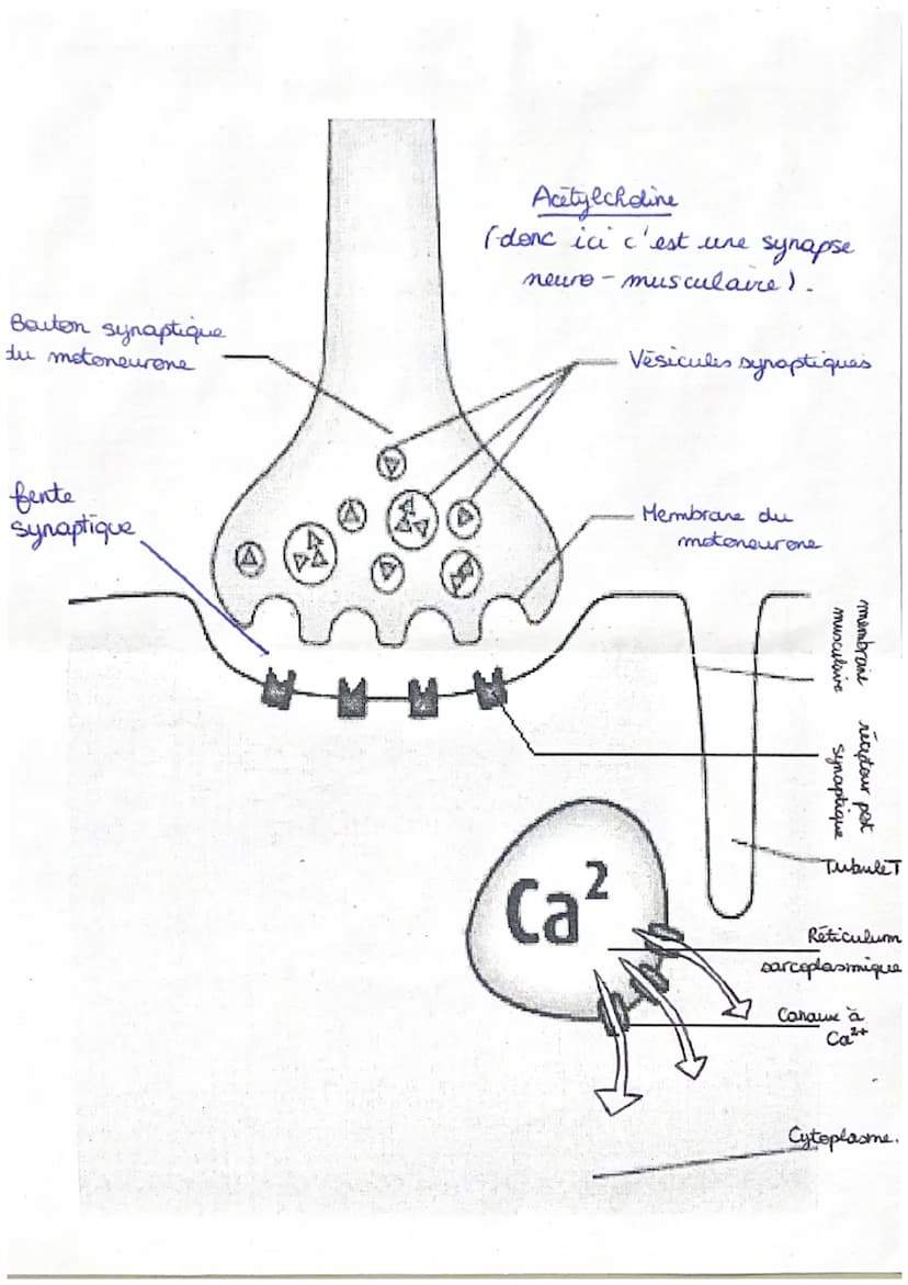 Less Synapses
A) Synapse neuro
+ entre deux neurones Cla zone de jonction).
Déroulement =
neuronale
* traits d'ondes de potentiel d'action a