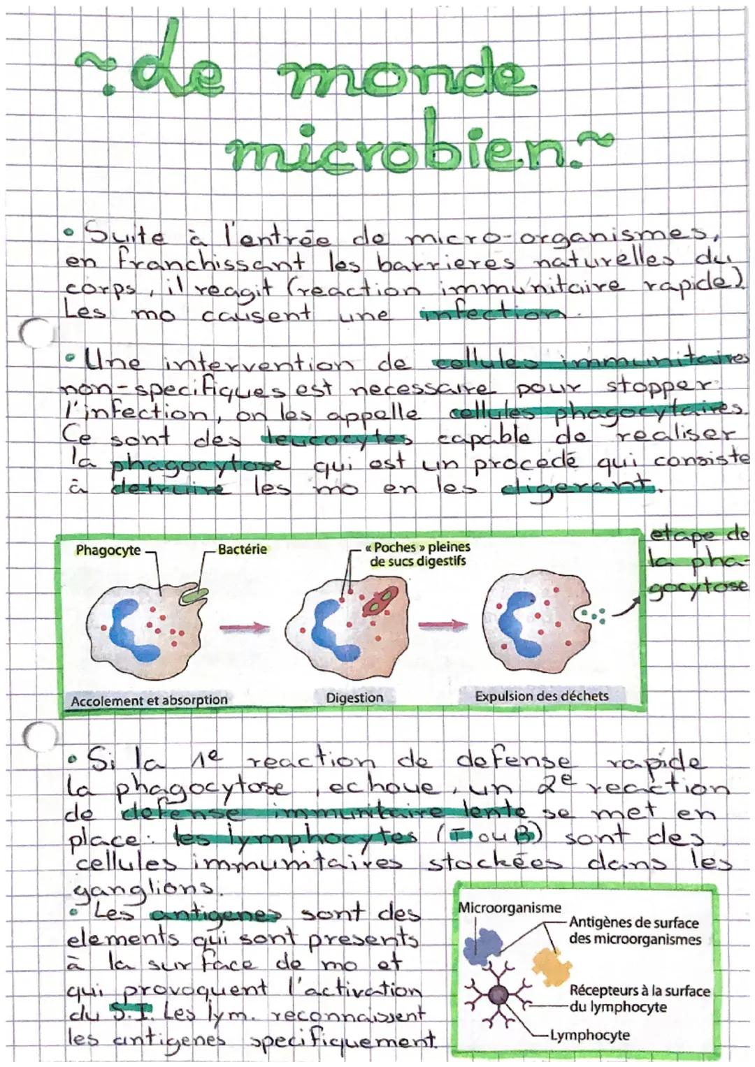 ~de monde
microbien~
•Suite à l'entrée de micro-organismes,
en franchissant les barrieres naturelles du
corps, il reagit (reaction immunitai