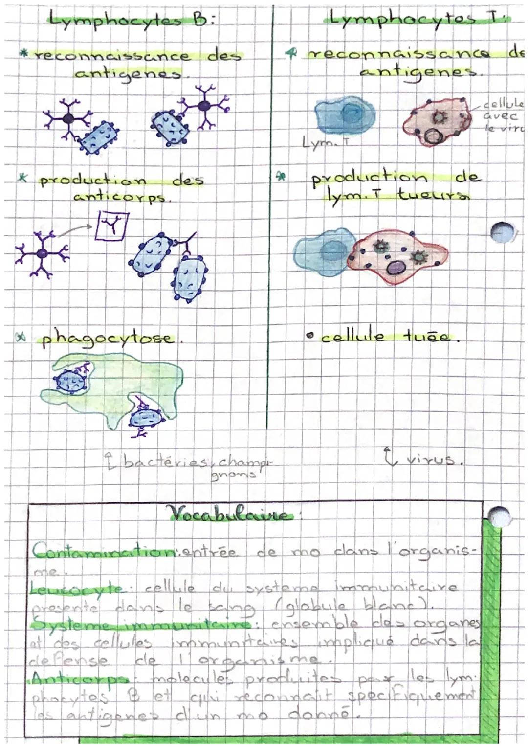 ~de monde
microbien~
•Suite à l'entrée de micro-organismes,
en franchissant les barrieres naturelles du
corps, il reagit (reaction immunitai
