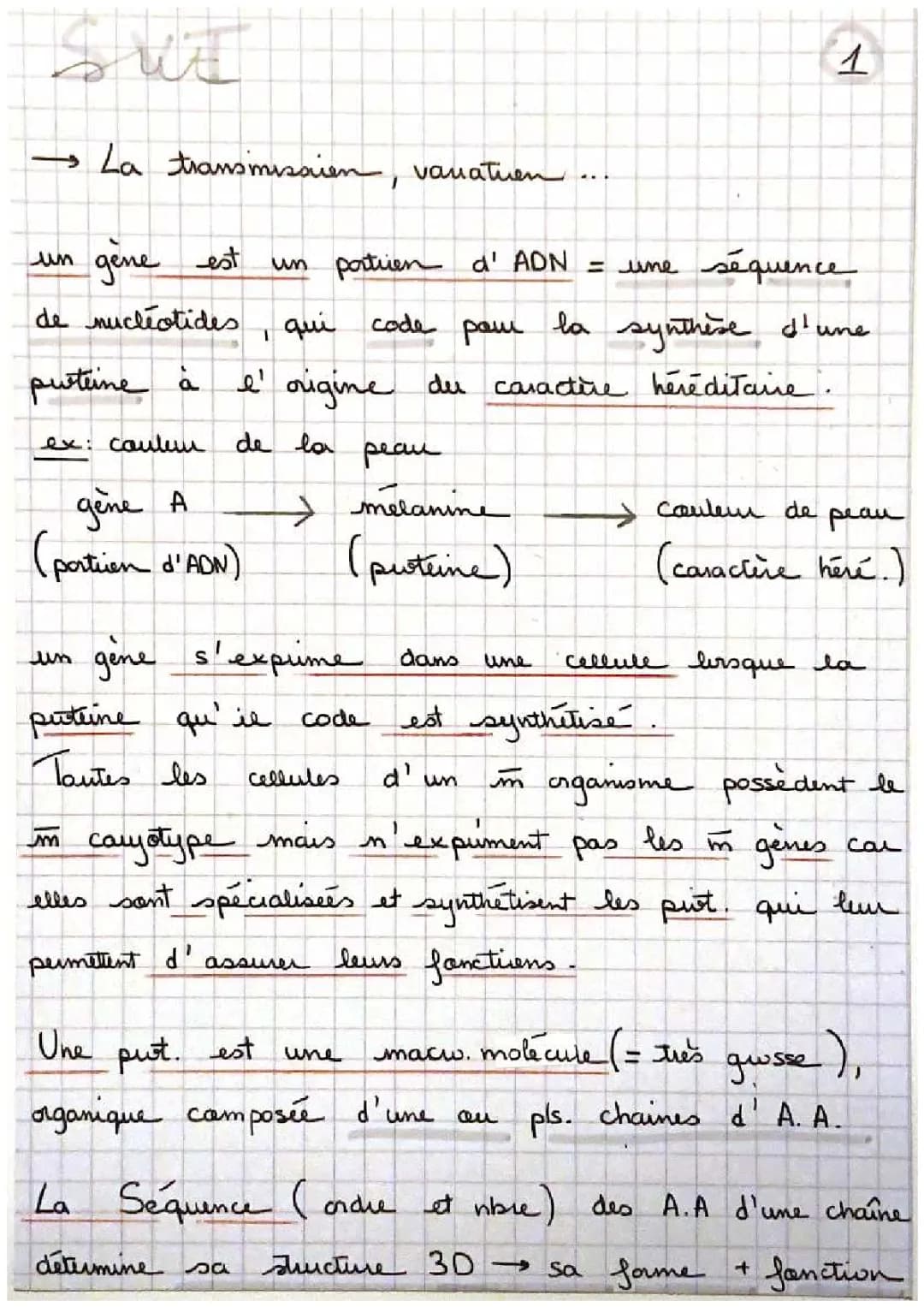 Comment l'ADN devient ARN et fabrique des protéines