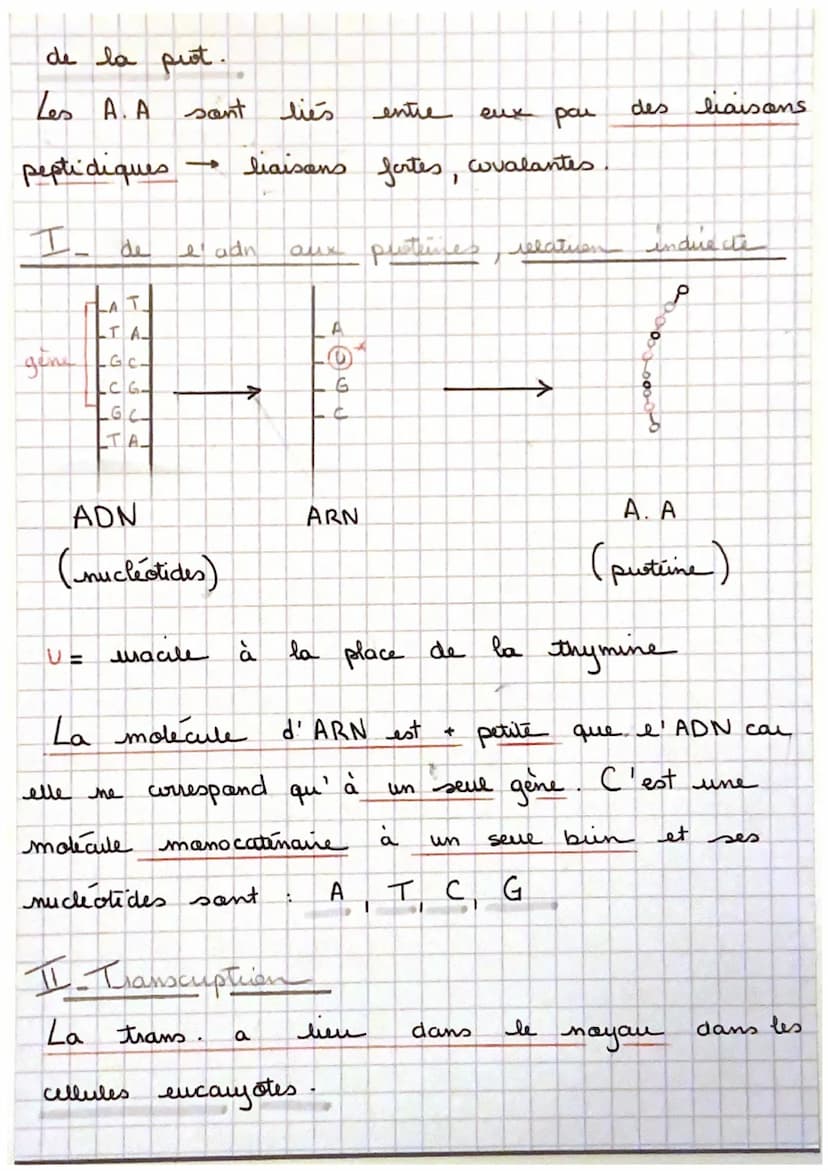 Sui
→ La transmission, varatuen
un gène est
de nucleotides.
proteine à
ex: cautem de la
un portien d' ADN = une
séquence
, qui code pour la 