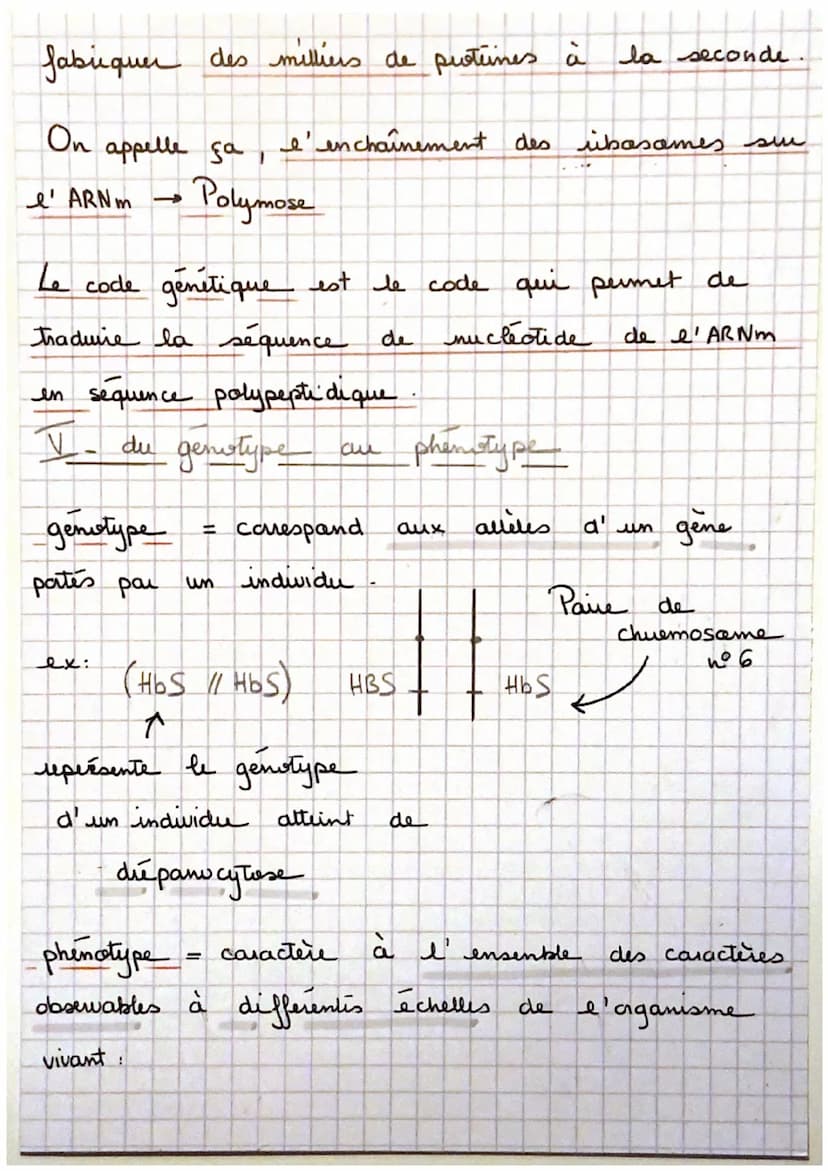 Sui
→ La transmission, varatuen
un gène est
de nucleotides.
proteine à
ex: cautem de la
un portien d' ADN = une
séquence
, qui code pour la 