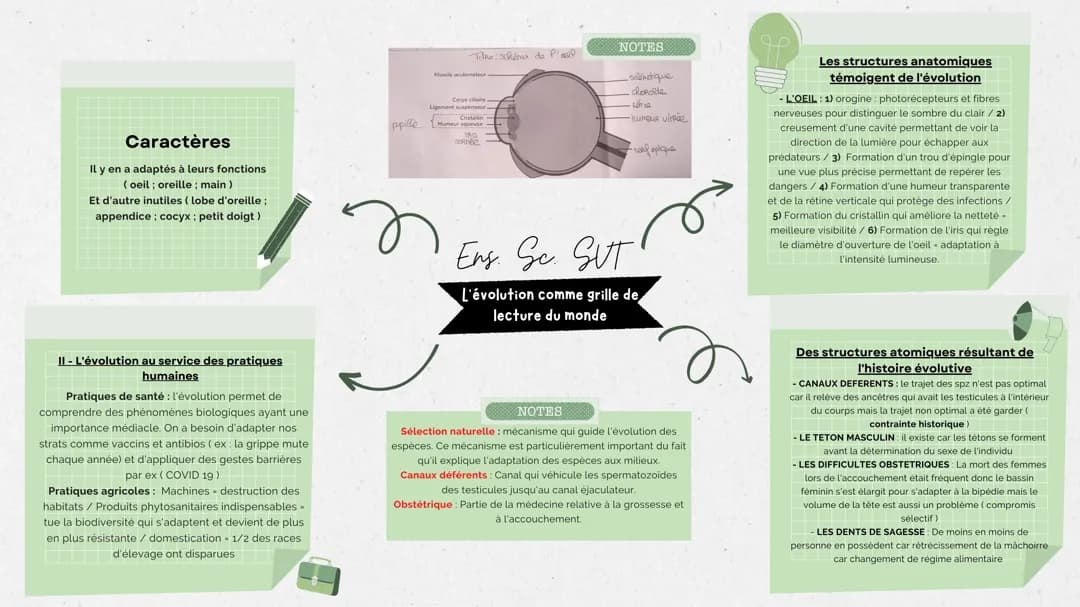 L'évolution comme grille de lecture du monde - Exercice Corrigé et Évaluation