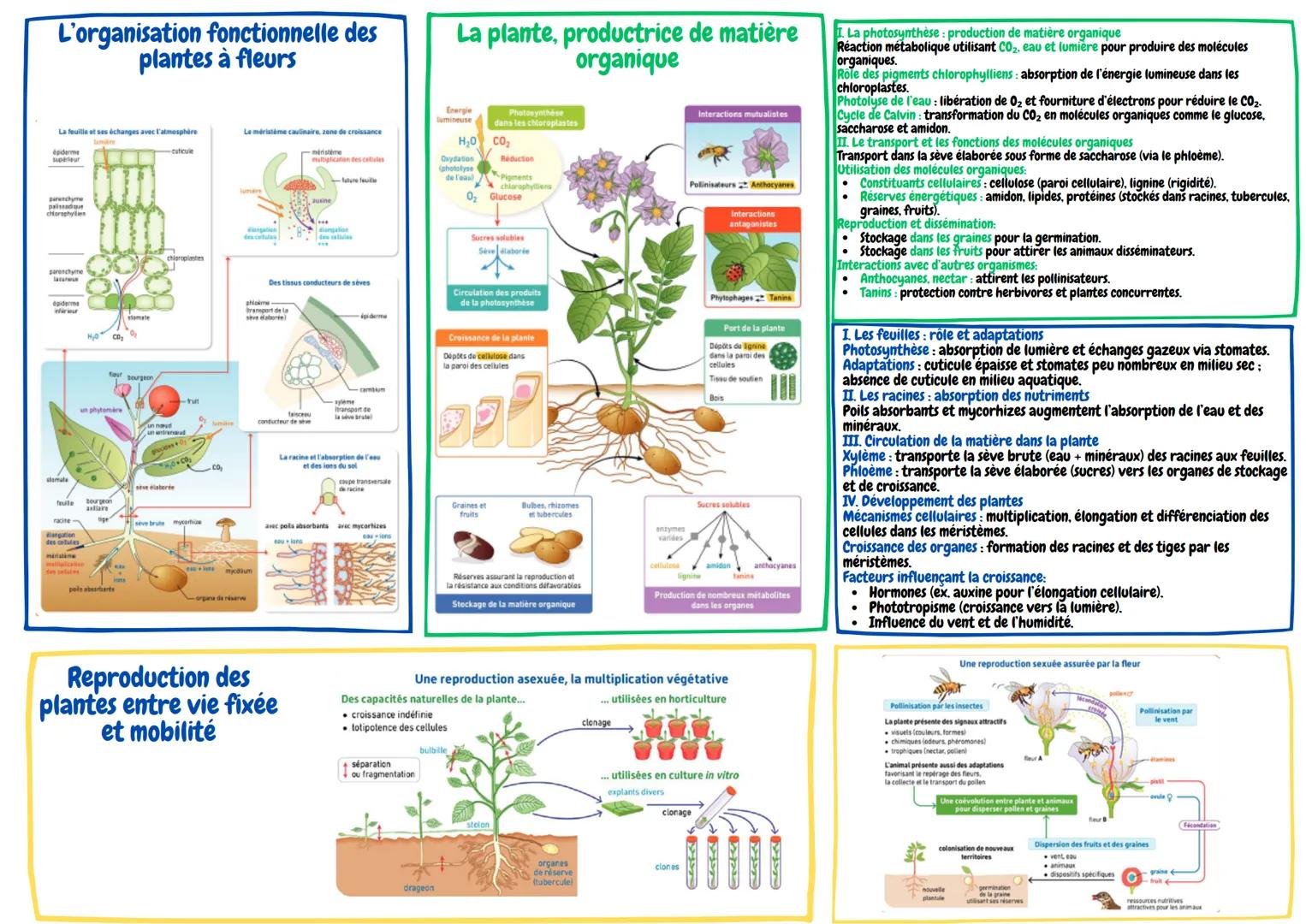 # L'organisation fonctionnelle des
# plantes à fleurs

La feuille et ses échanges avec l'atmosphère

Le méristème caulinaire, zone de croiss
