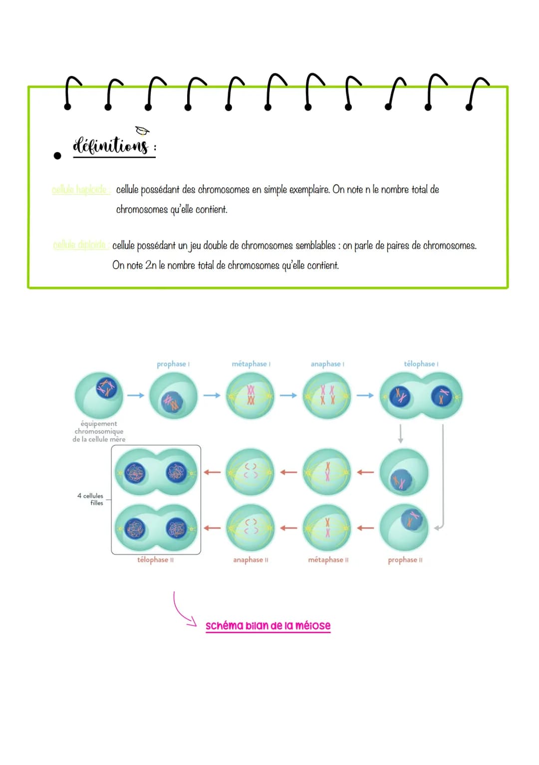  sciences de la vie et de lu
Ferre
Chapitre 1: Le CYCLE
cellulaire des eucaryotes
1- LA MITOSE : UNE REPRODUCTION CONFORME DE LA CELLULE
La 