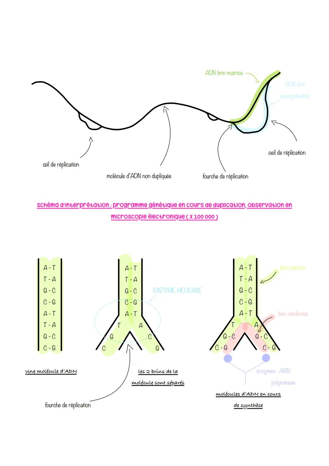  sciences de la vie et de lu
Ferre
Chapitre 1: Le CYCLE
cellulaire des eucaryotes
1- LA MITOSE : UNE REPRODUCTION CONFORME DE LA CELLULE
La 