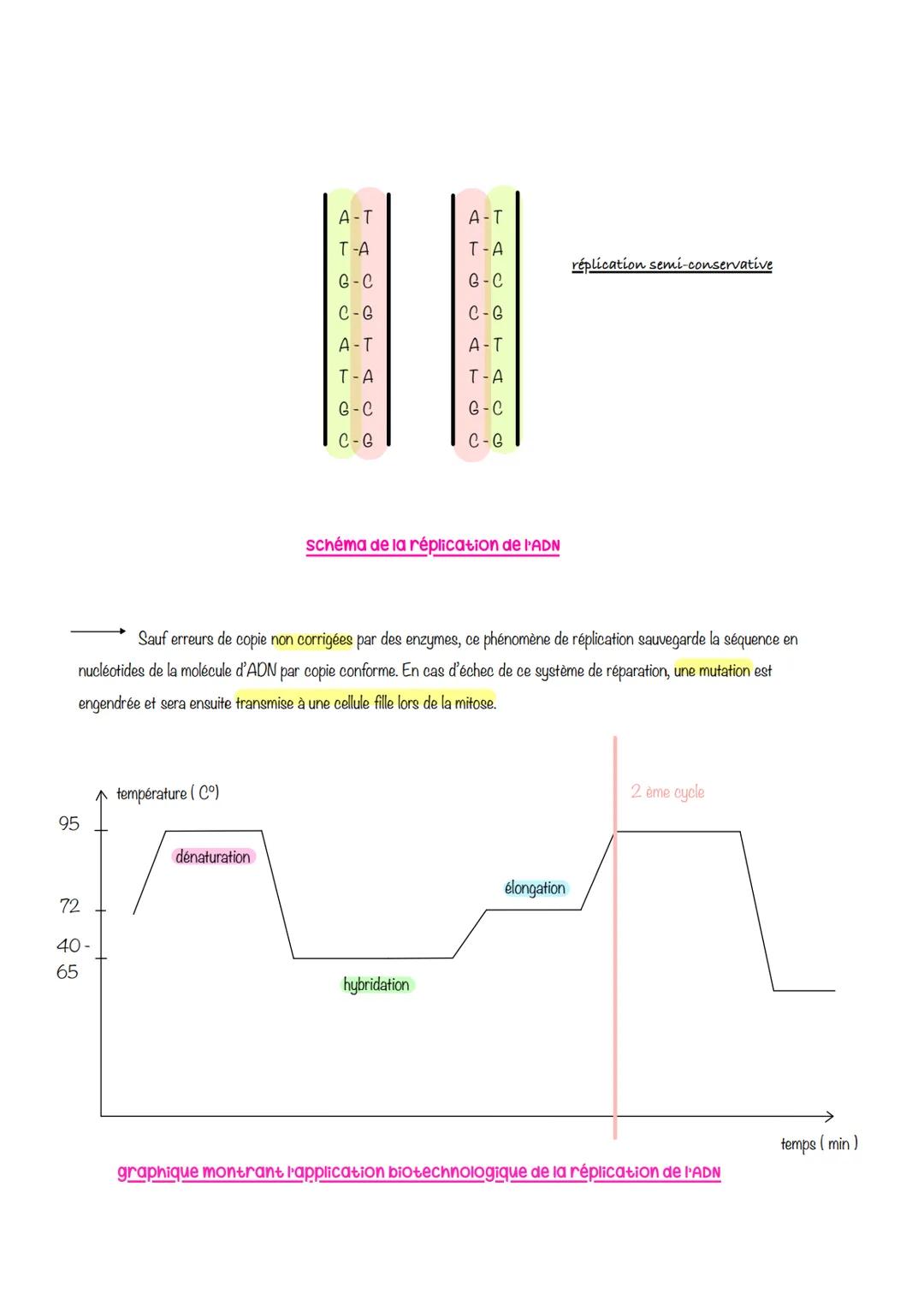  sciences de la vie et de lu
Ferre
Chapitre 1: Le CYCLE
cellulaire des eucaryotes
1- LA MITOSE : UNE REPRODUCTION CONFORME DE LA CELLULE
La 