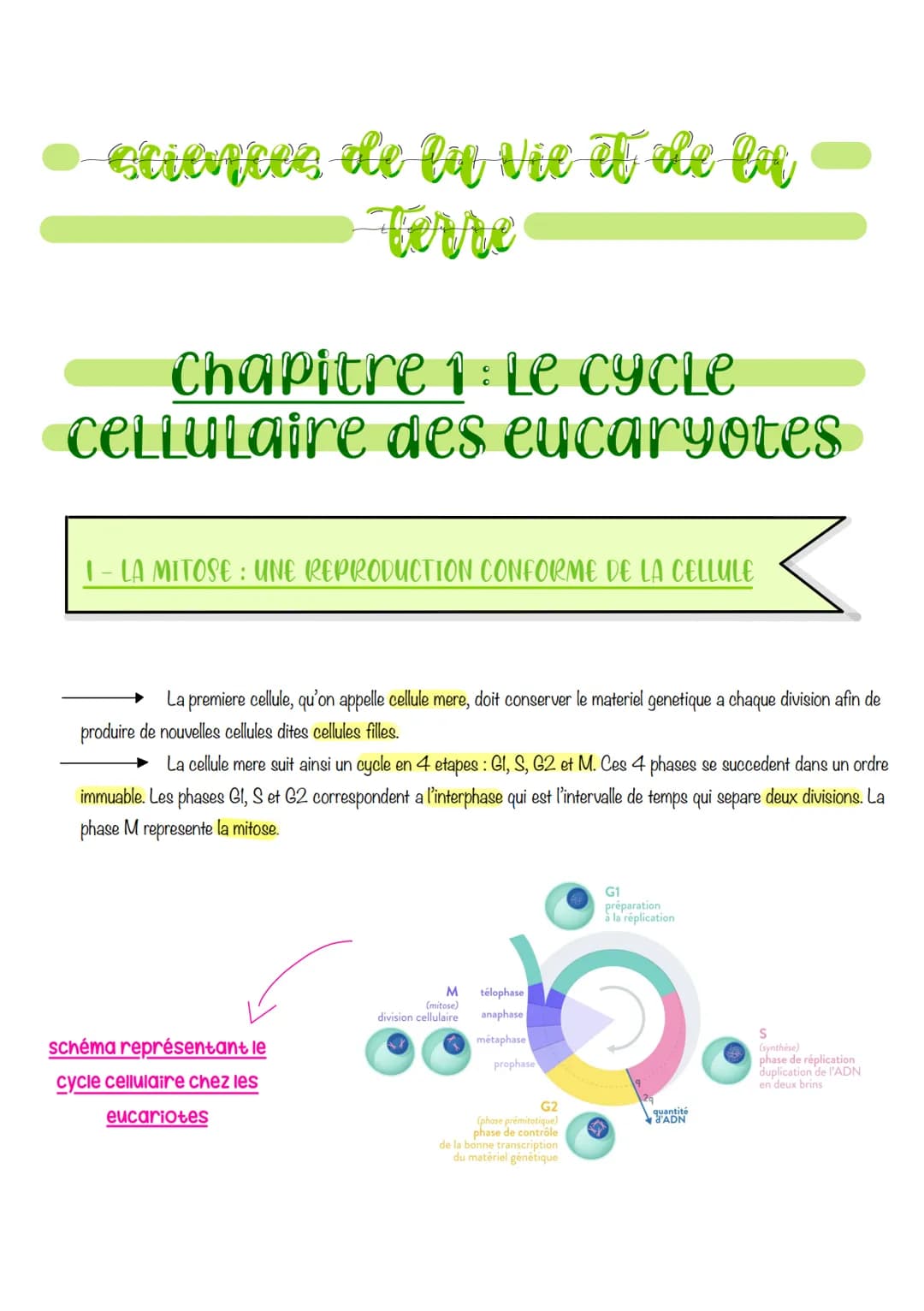  sciences de la vie et de lu
Ferre
Chapitre 1: Le CYCLE
cellulaire des eucaryotes
1- LA MITOSE : UNE REPRODUCTION CONFORME DE LA CELLULE
La 