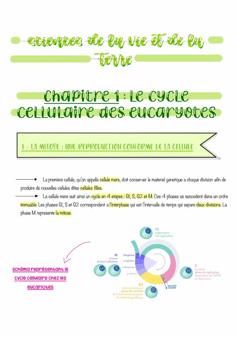  sciences de la vie et de lu
Ferre
Chapitre 1: Le CYCLE
cellulaire des eucaryotes
1- LA MITOSE : UNE REPRODUCTION CONFORME DE LA CELLULE
La 