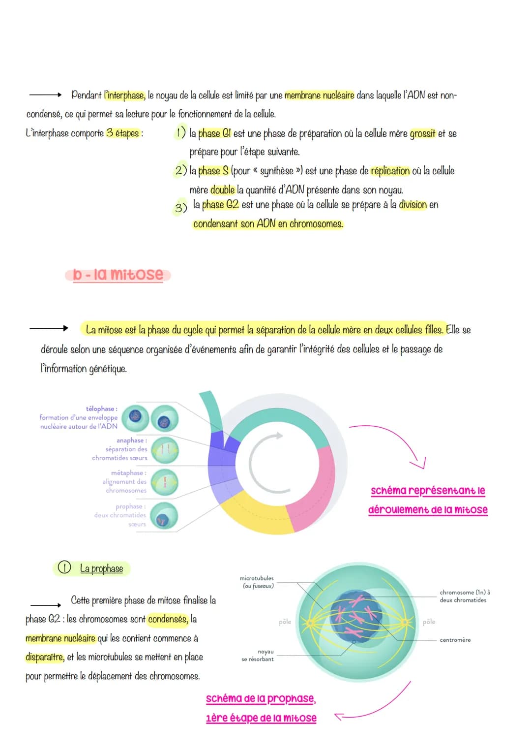  sciences de la vie et de lu
Ferre
Chapitre 1: Le CYCLE
cellulaire des eucaryotes
1- LA MITOSE : UNE REPRODUCTION CONFORME DE LA CELLULE
La 