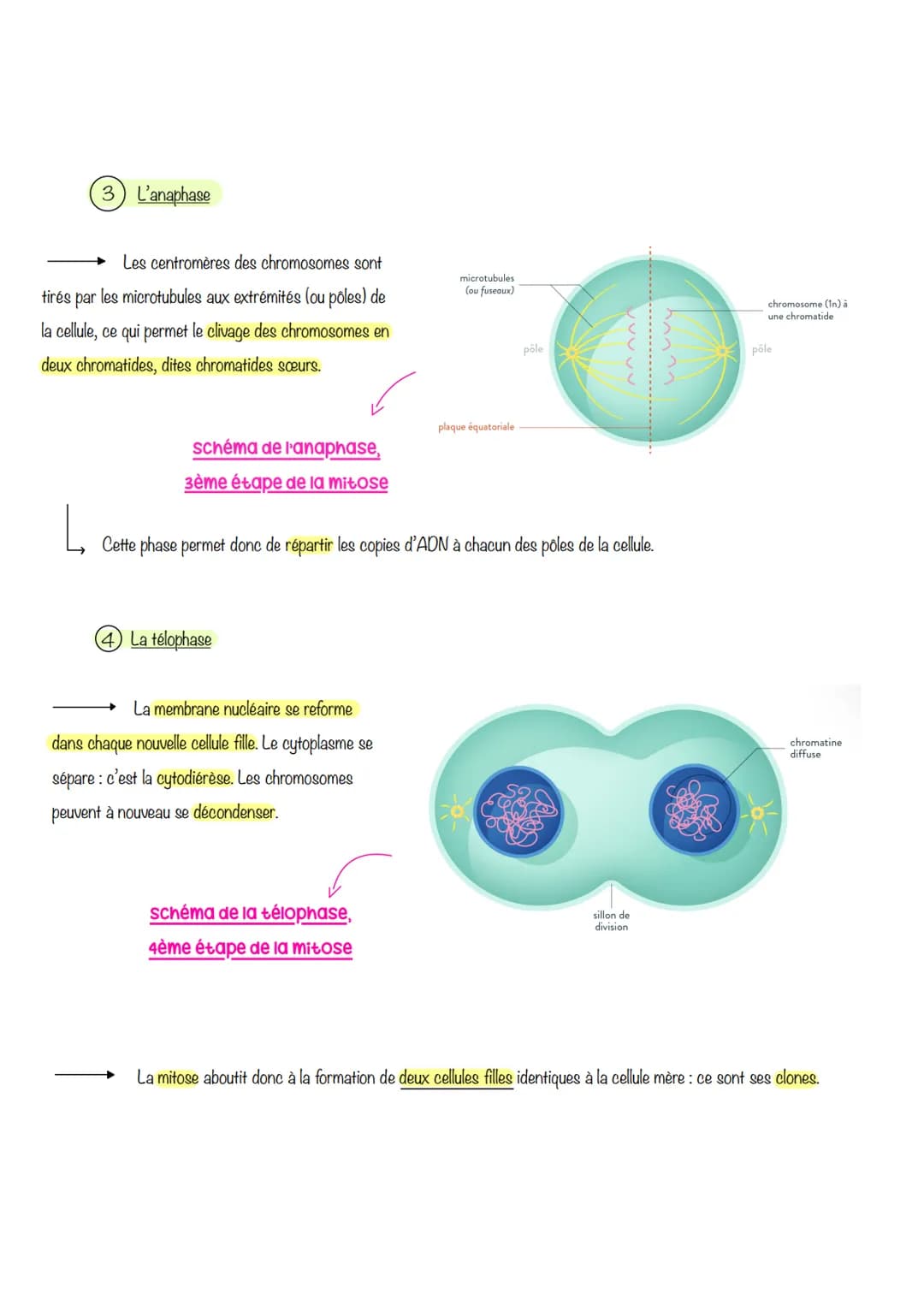  sciences de la vie et de lu
Ferre
Chapitre 1: Le CYCLE
cellulaire des eucaryotes
1- LA MITOSE : UNE REPRODUCTION CONFORME DE LA CELLULE
La 