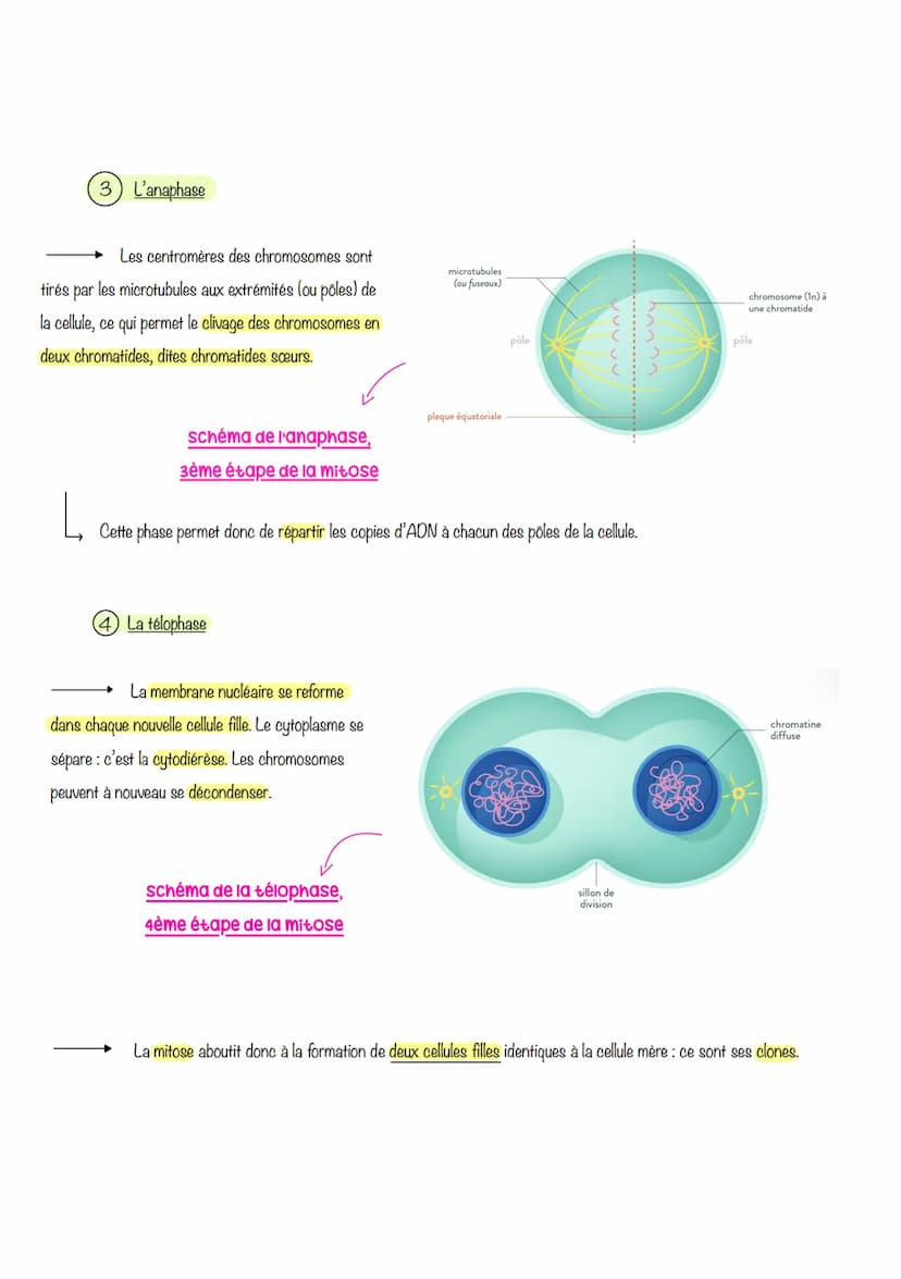  sciences de la vie et de lu
Ferre
Chapitre 1: Le CYCLE
cellulaire des eucaryotes
1- LA MITOSE : UNE REPRODUCTION CONFORME DE LA CELLULE
La 