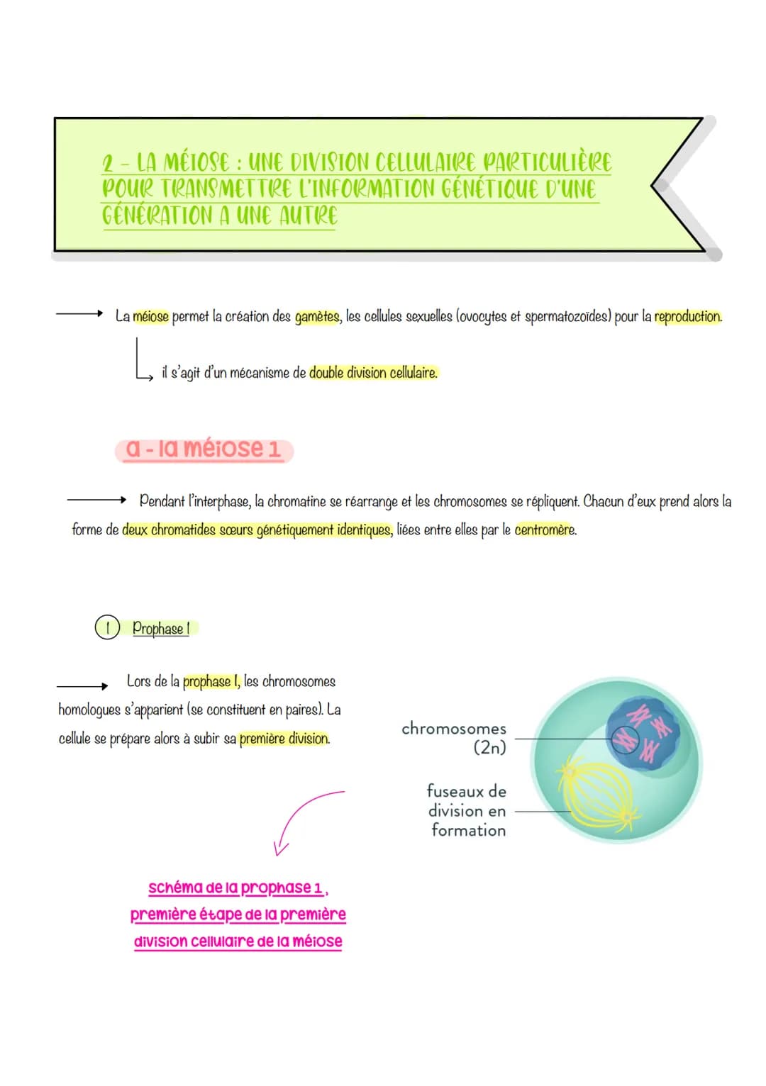  sciences de la vie et de lu
Ferre
Chapitre 1: Le CYCLE
cellulaire des eucaryotes
1- LA MITOSE : UNE REPRODUCTION CONFORME DE LA CELLULE
La 