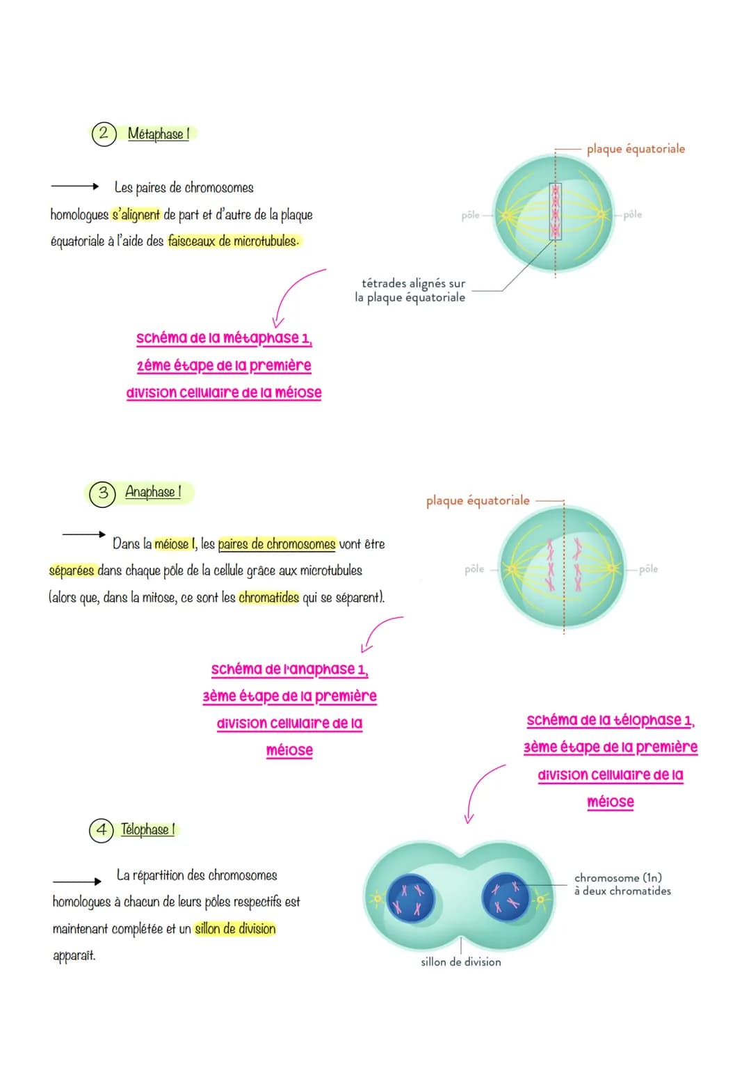  sciences de la vie et de lu
Ferre
Chapitre 1: Le CYCLE
cellulaire des eucaryotes
1- LA MITOSE : UNE REPRODUCTION CONFORME DE LA CELLULE
La 