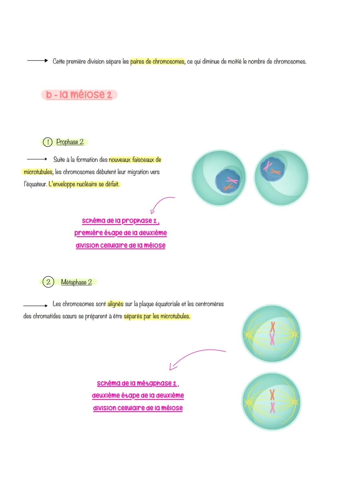  sciences de la vie et de lu
Ferre
Chapitre 1: Le CYCLE
cellulaire des eucaryotes
1- LA MITOSE : UNE REPRODUCTION CONFORME DE LA CELLULE
La 