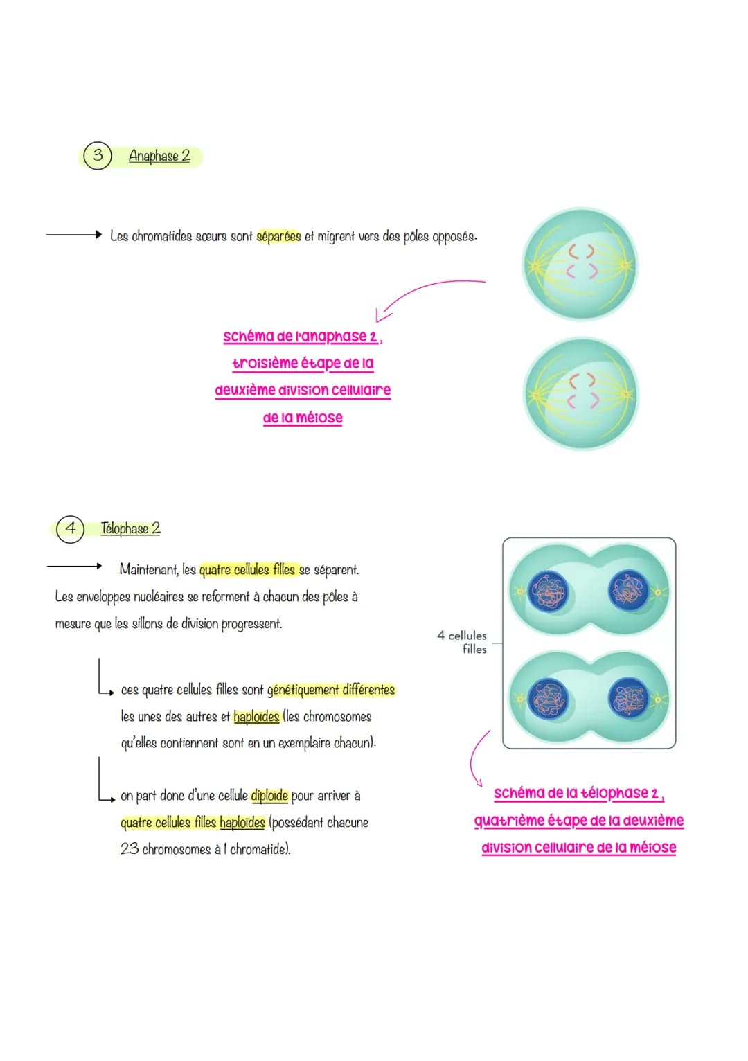  sciences de la vie et de lu
Ferre
Chapitre 1: Le CYCLE
cellulaire des eucaryotes
1- LA MITOSE : UNE REPRODUCTION CONFORME DE LA CELLULE
La 